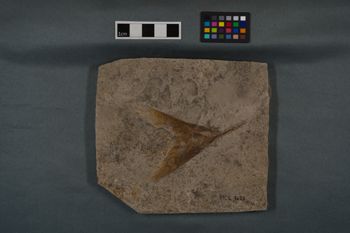 Media type: image;   Vertebrate Paleontology VPF-9688 Description: Photograph of MCZ VPF-9688, fin of Caturus sp.;  Aspect: lateral